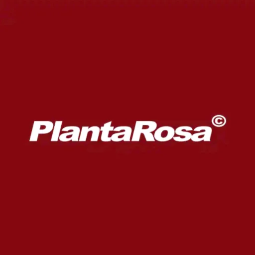 PLANTA ROSA